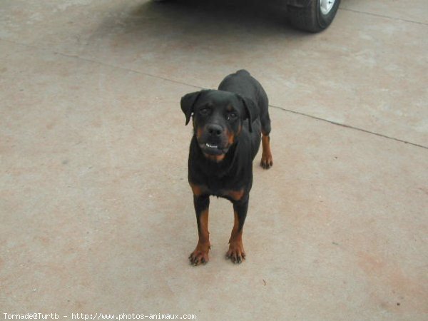 Photo de Rottweiler