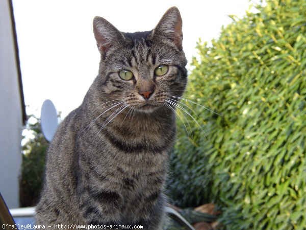 Photo de Chat domestique