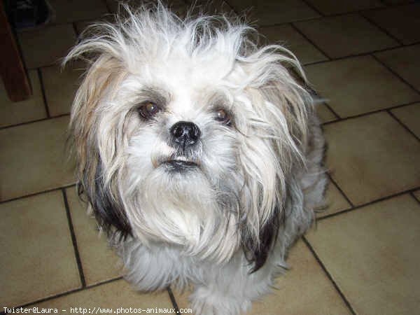 Photo de Shih tzu