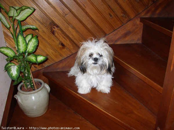 Photo de Shih tzu