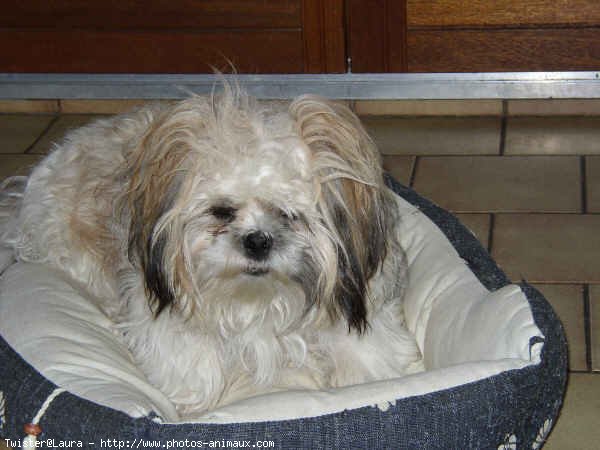 Photo de Shih tzu