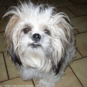 Photo de Shih tzu