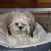 Photo de Shih tzu