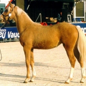 Photo de Palomino