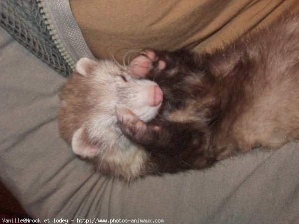 Photo de Furet