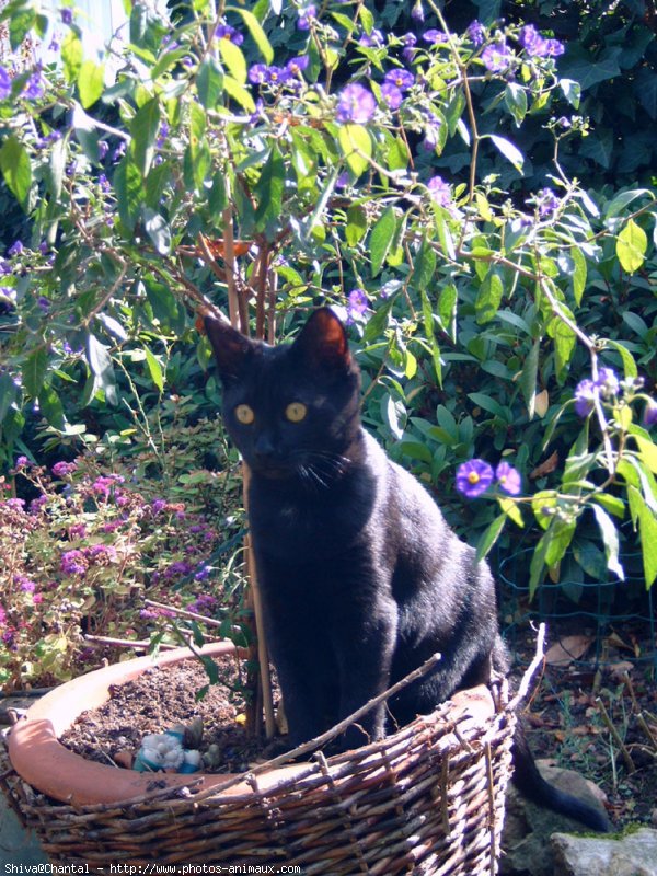 Photo de Chat domestique