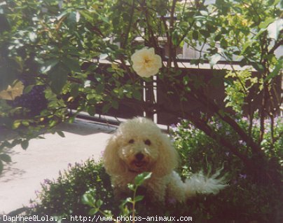 Photo de Bichon  poil fris