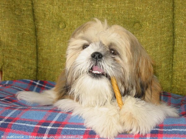 Photo de Shih tzu