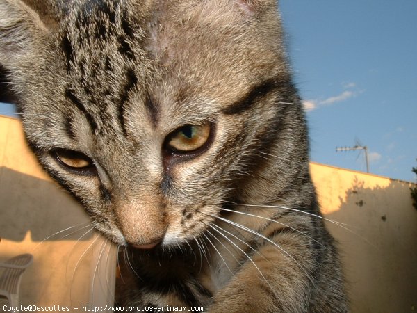 Photo de Chat domestique