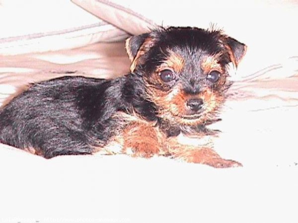 Photo de Yorkshire terrier