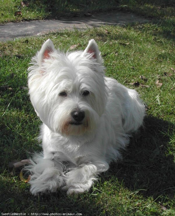 Photo de West highland white terrier