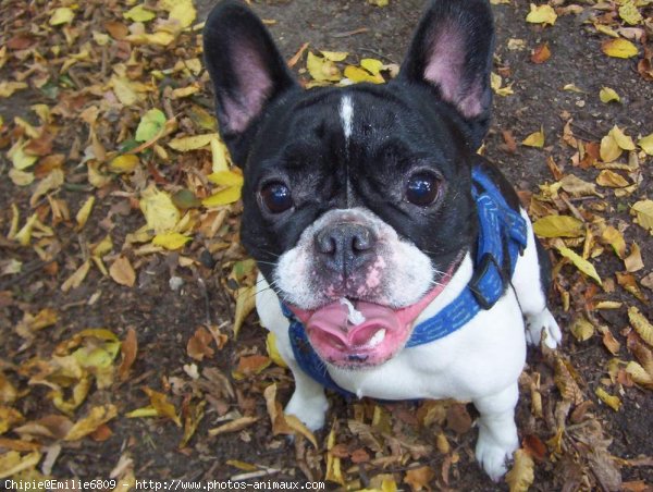 Photo de Bouledogue franais