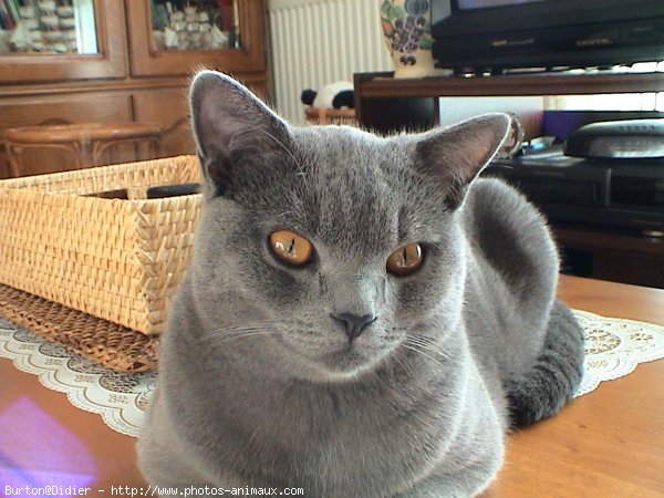 Photo de Chartreux