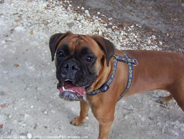 Photo de Boxer