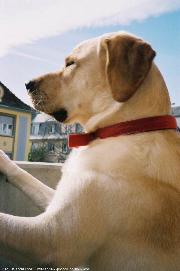 Photo de Labrador retriever