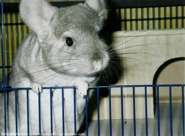 Photo de Chinchilla