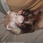 Photo de Furet