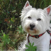 Photo de West highland white terrier