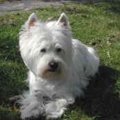 Photo de West highland white terrier