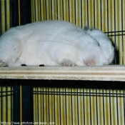 Photo de Chinchilla