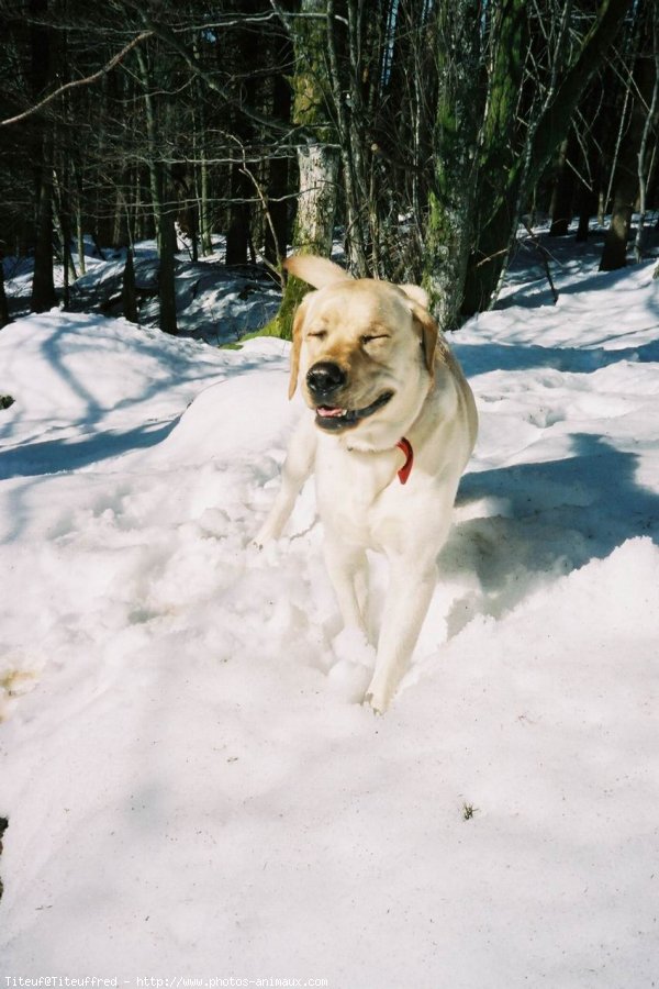 Photo de Labrador retriever