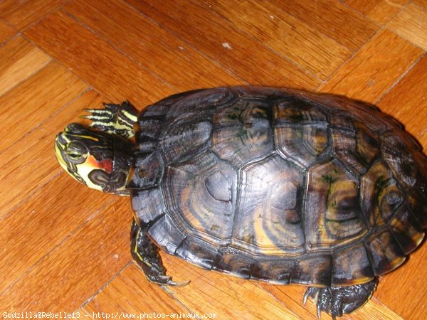 Photo de Tortue