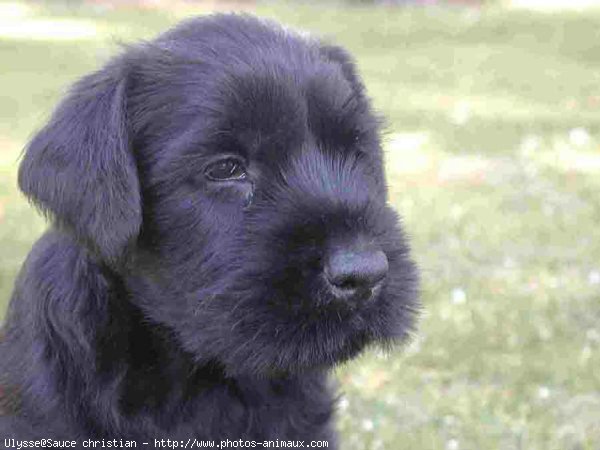 Photo de Schnauzer gant