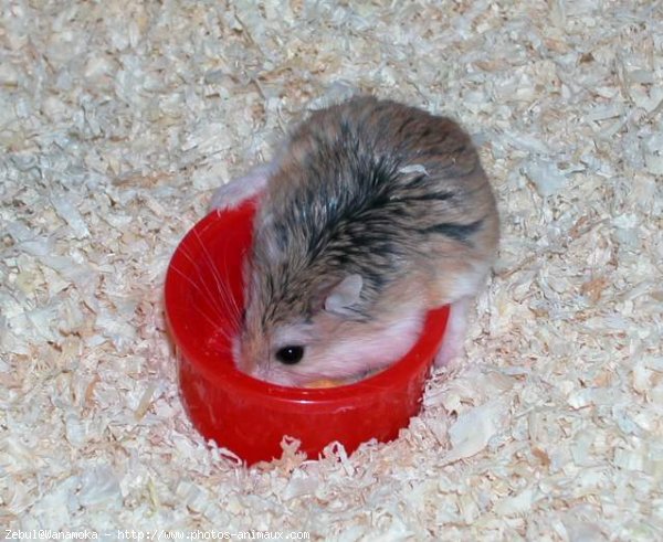 Photo de Hamster