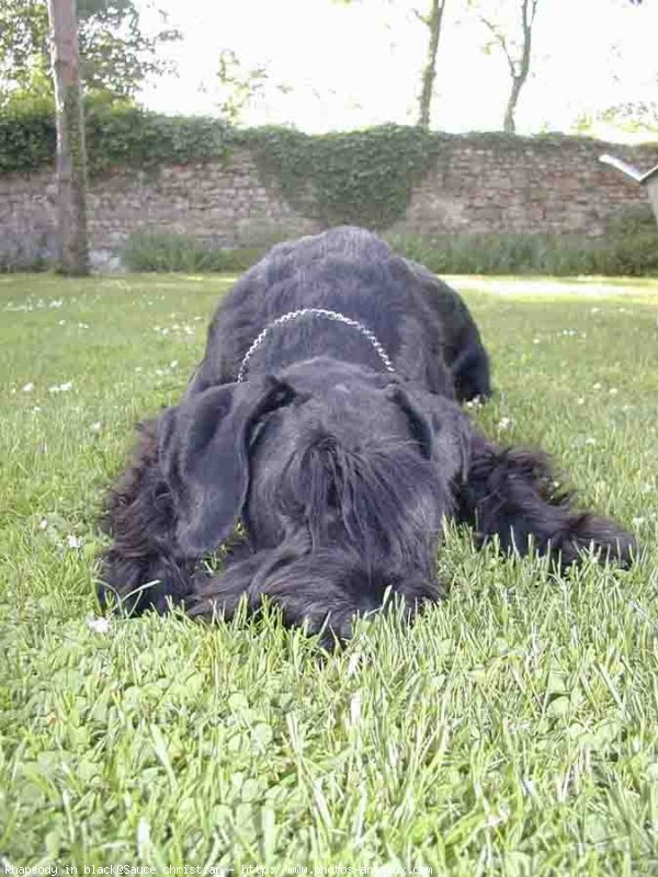 Photo de Schnauzer gant