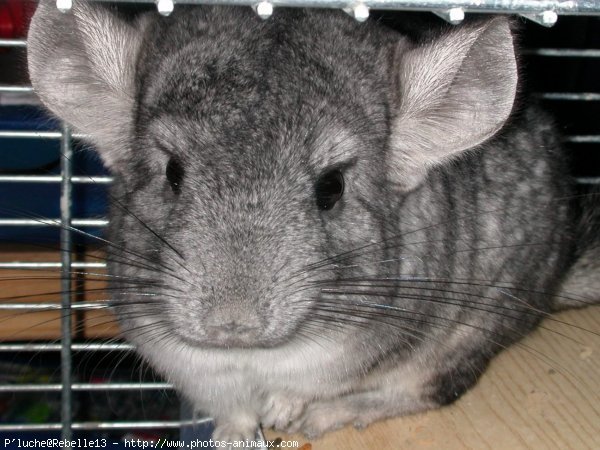 Photo de Chinchilla