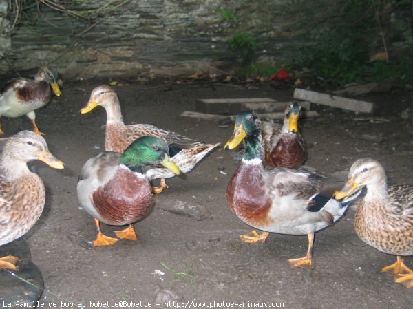 Photo de Canard