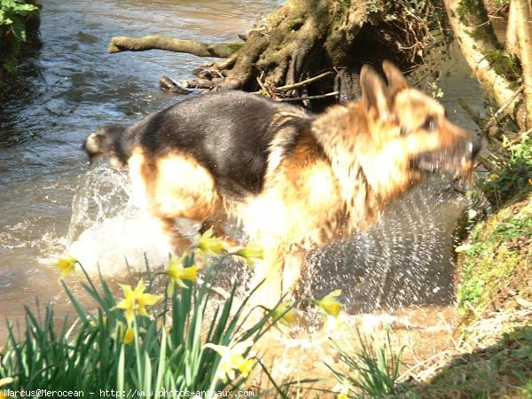 Photo de Berger allemand  poil court