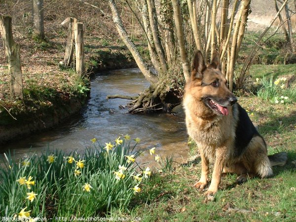 Photo de Berger allemand  poil court