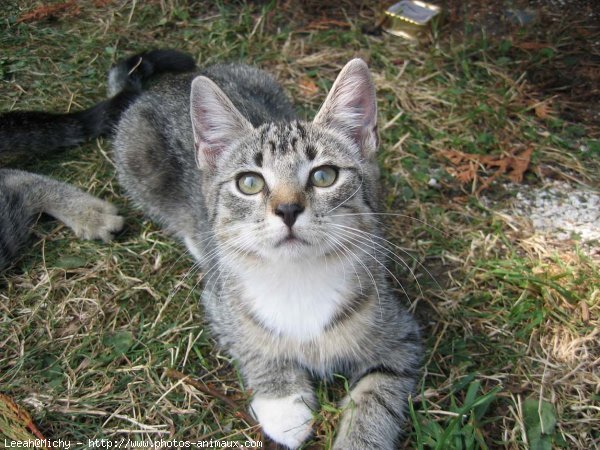 Photo de Chat domestique