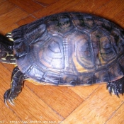 Photo de Tortue