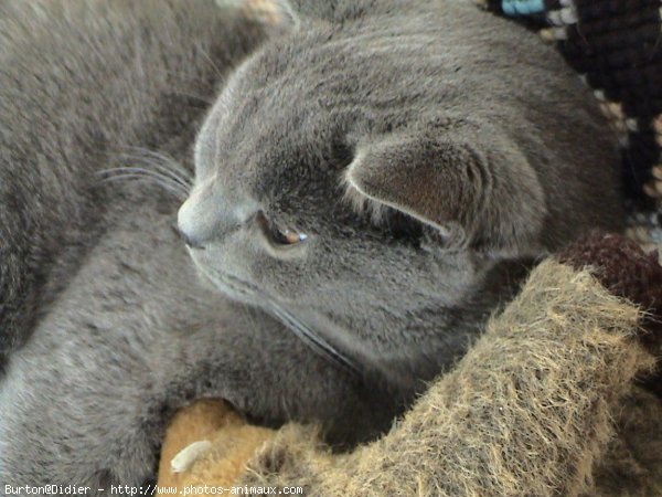 Photo de Chartreux