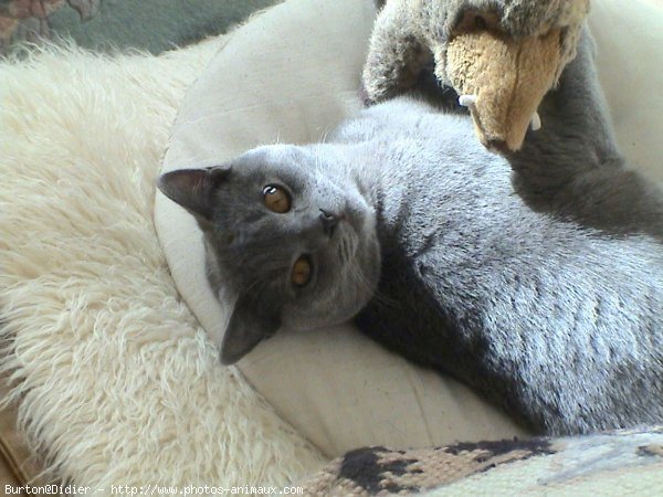 Photo de Chartreux