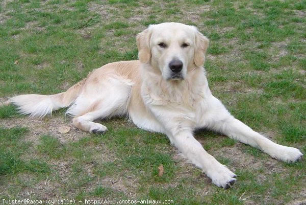 Photo de Golden retriever