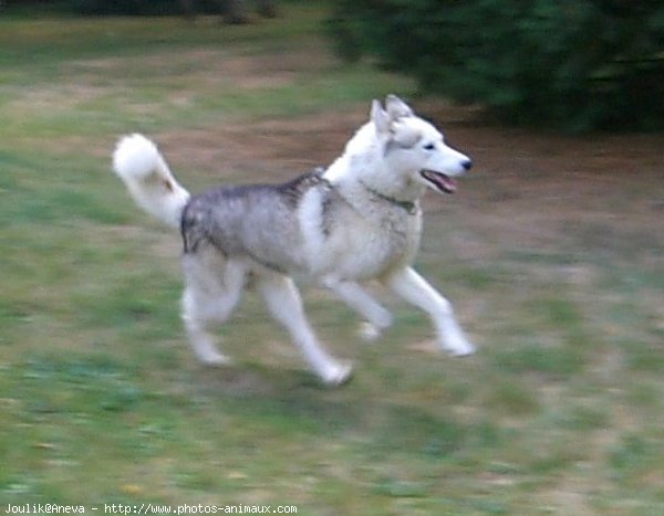 Photo de Husky siberien