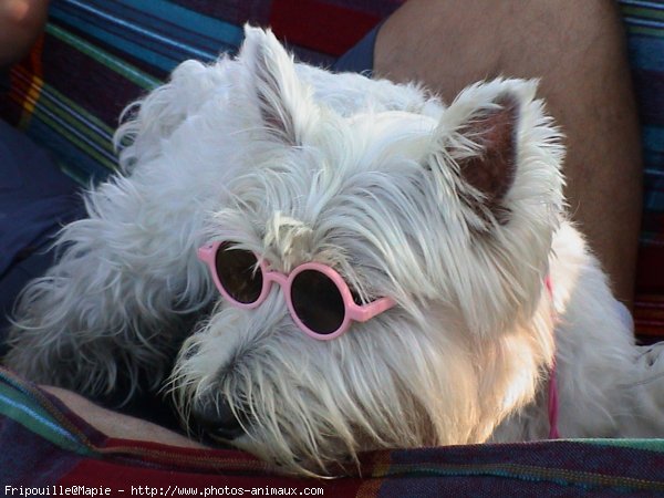 Photo de West highland white terrier