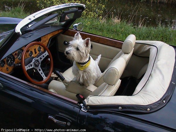 Photo de West highland white terrier