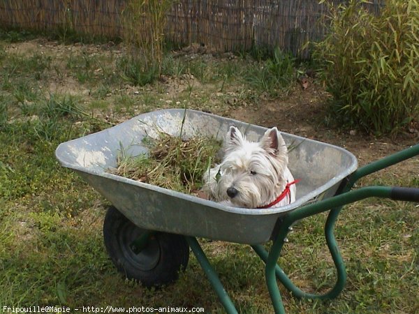 Photo de West highland white terrier