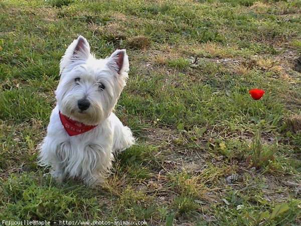 Photo de West highland white terrier