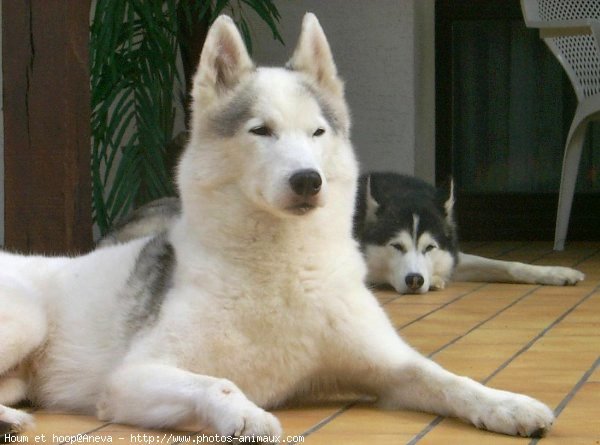 Photo de Husky siberien