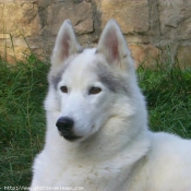 Photo de Husky siberien