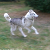 Photo de Husky siberien