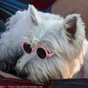 Photo de West highland white terrier