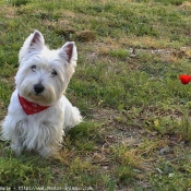 Photo de West highland white terrier