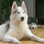 Photo de Husky siberien