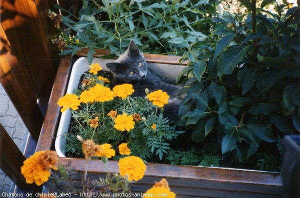 Photo de Chat domestique